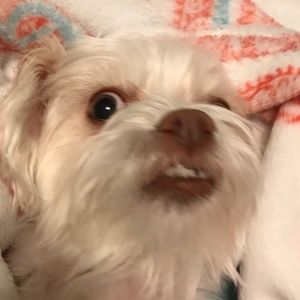 Meet your Posher, Bella